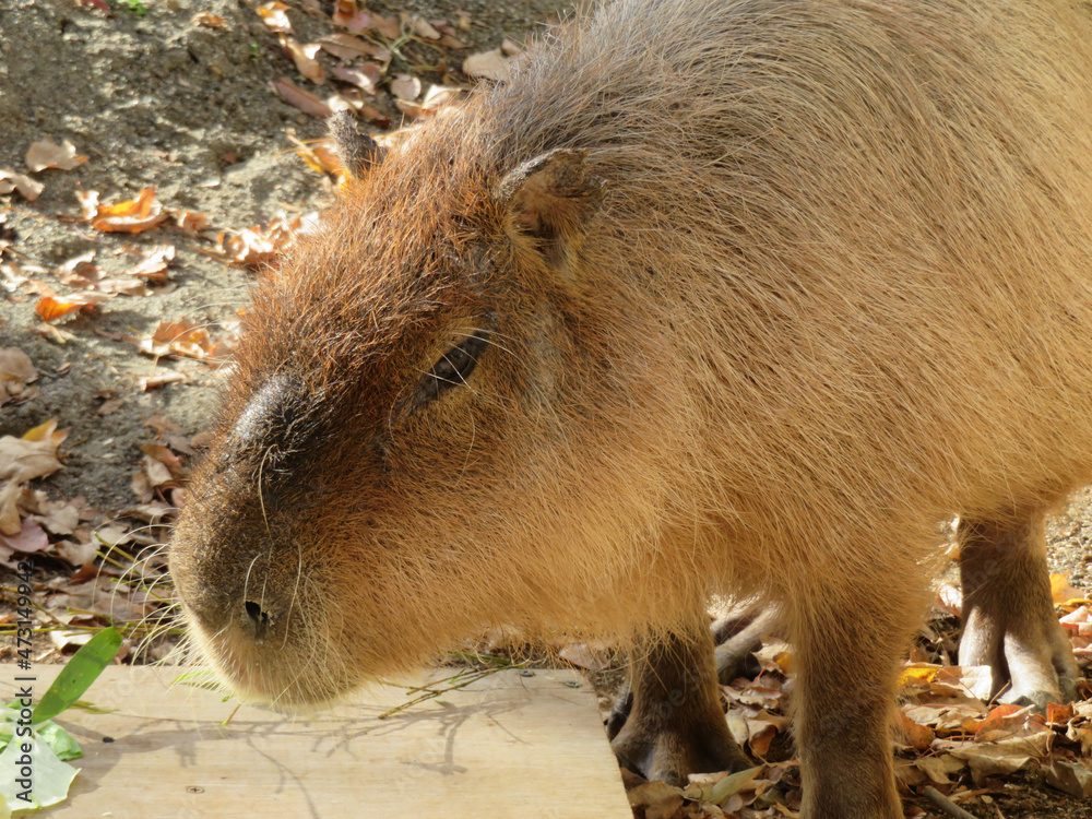 close up of a boar close up of a boar