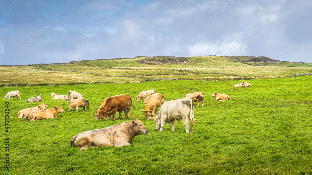 Herd of cows or cattle resting on fresh green field or pasture in Cliffs of Moher, Wild Atlantic Way, County Clare, Ireland