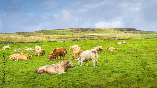 Herd of cows or cattle resting on fresh green field or pasture in Cliffs of Moher, Wild Atlantic Way, County Clare, Ireland