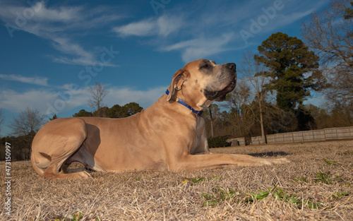 Purbred Great Dane laying on a winter field