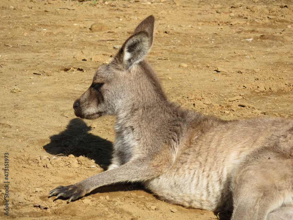 kangaroo with baby kangaroo with baby