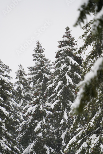 Pine trees during a rainy day in winter