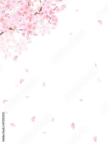 美しく華やかな満開の桜の花と花びら舞い散る春の白バック縦フレームベクター素材イラスト © Merci