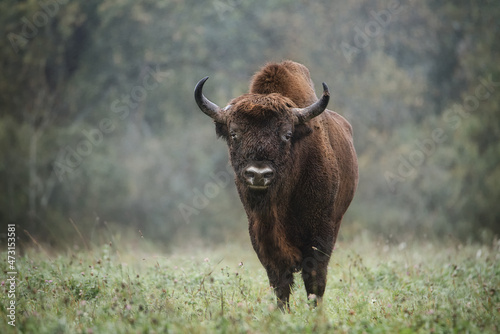 European bison in full growth. A powerful adult male looks directly into the camera. Green background. Bialowieza Forest. 