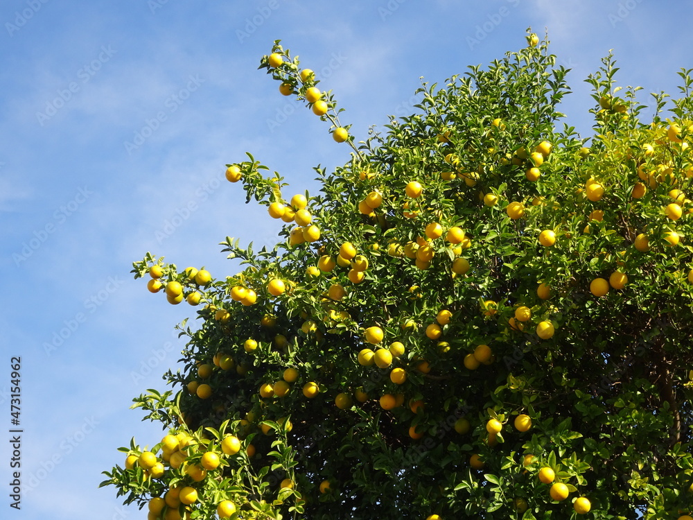 Mandarin Orange Tree in Valencia, Spain Mandarin Orange Tree in Valencia, Spain