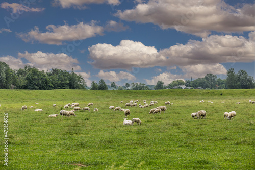 Dutch ascended green polder landscape between Ter Aar and Alphen aan den Rijn with grazing sheep 