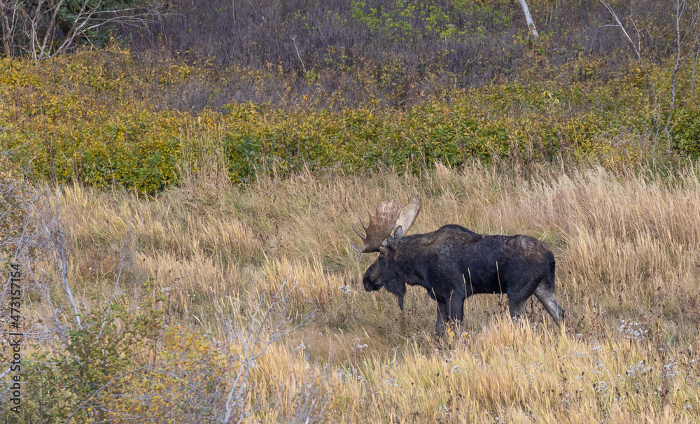Bull Moose in Wyoming in the Rut in Autumn Bull Moose in Wyoming in the Rut in Autumn
