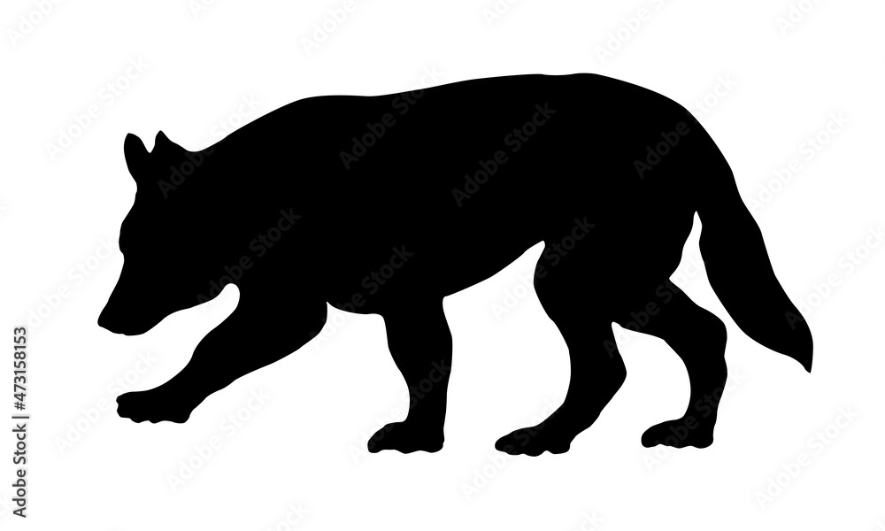 White swiss shepherd dog puppy is walking and siffing out traces. Black dog silhouette. Pet animals. Isolated on a white background.