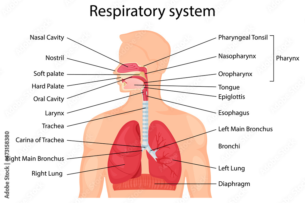 Human respiratory system with description of the corresponding parts. Anatomical vector illustration in flat style isolated over white background. - obrazy, fototapety, plakaty 