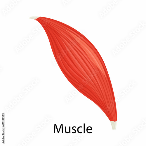 Human muscle icon, vector illustration flat style design isolated on white. Colorful graphics