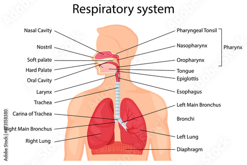 Human respiratory system with description of the corresponding parts. Anatomical vector illustration in flat style isolated over white background. photo