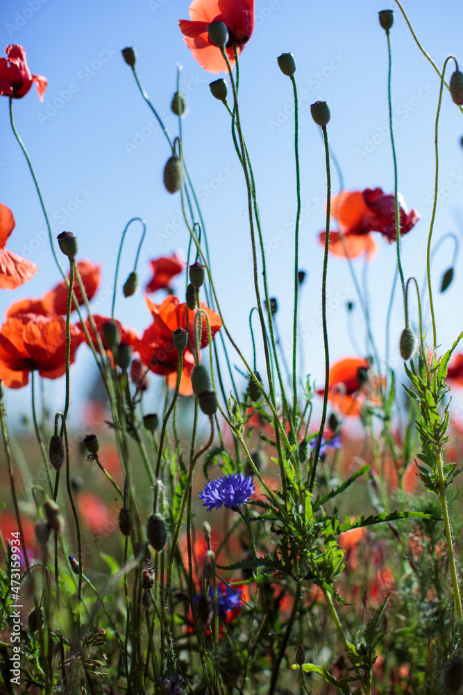 Obraz premium Mohn Mittendrin Stengel Stiele