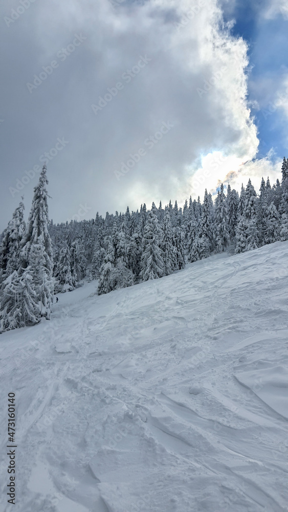 Naklejka premium view of snowed ukrainian carpathian mountains