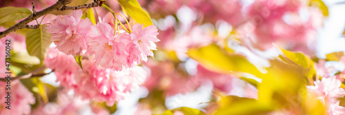 blooming sakura buds on a tree in the sun in early spring. Floral spring panoramic background. the beginning of a warm weather in nature.
