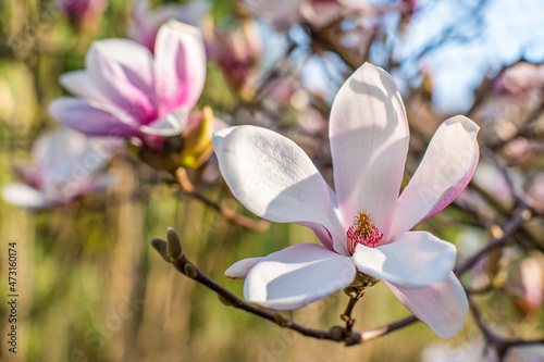 Pink magnolia blossoms on a tree on a warm spring day. Background flowers. warm April weather