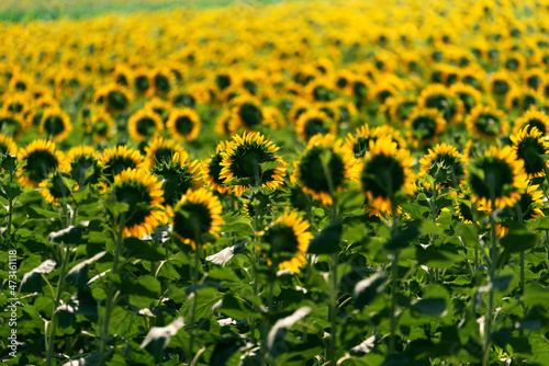 Sunflowers in a field of sunflowers