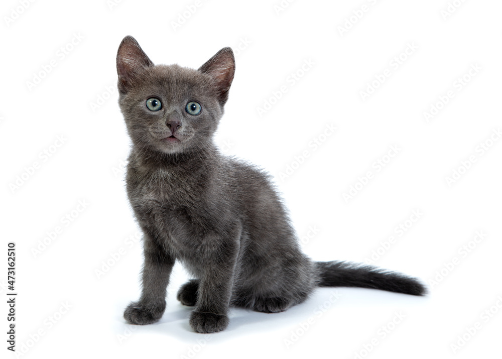 Small gray kitten sitting on a white background, isolated on white Small gray kitten sitting on a white background, isolated on white