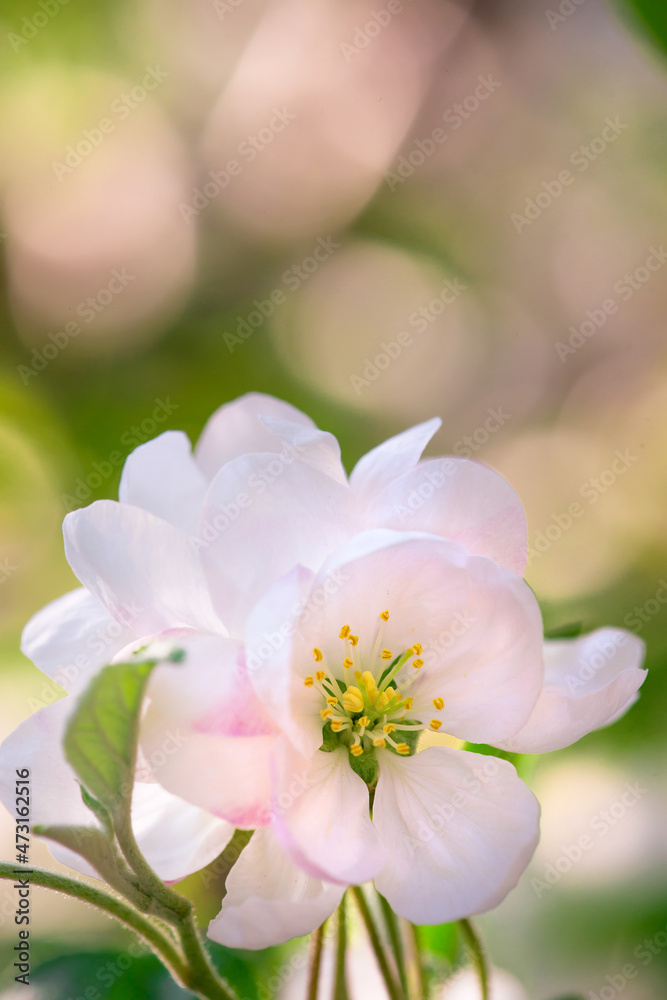 Spring apple flower on twig on nature blur background, Selective focus. Close up, Seasonal macro concept - Springtime, shallow DOF. Copyspace Spring apple flower on twig on nature blur background, Selective focus. Close up, Seasonal macro concept - Springtime, shallow DOF. Copyspace