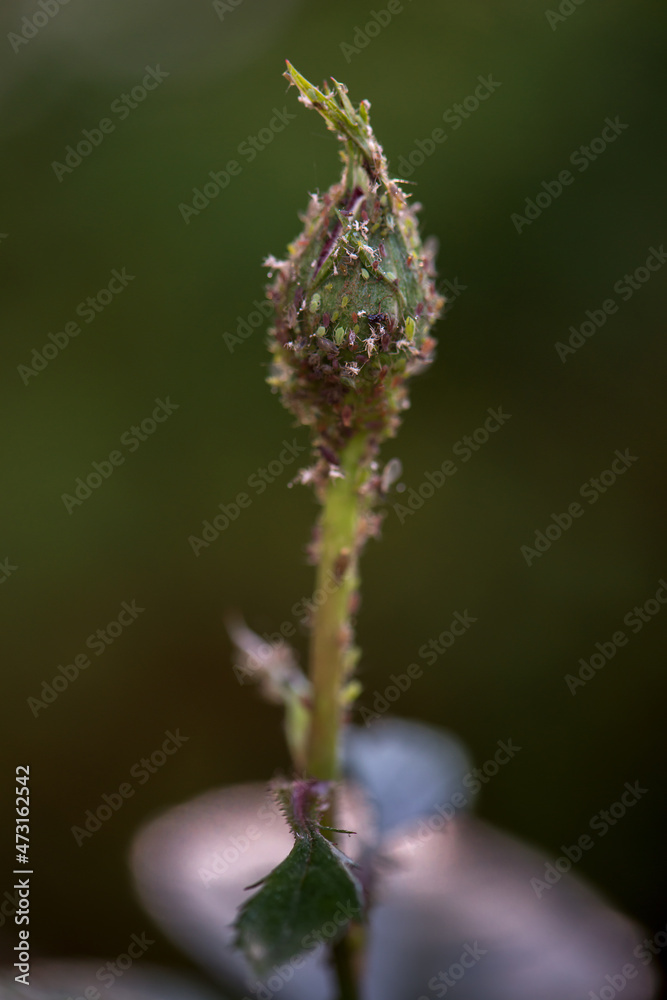 Rose bud with aphids. Plant struck by insect. Infected plants, gardening concept. Close up, selective focus Rose bud with aphids. Plant struck by insect. Infected plants, gardening concept. Close up, selective focus