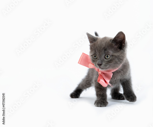 Small gray kitten with bow sitting on hands on a white background, isolated on white