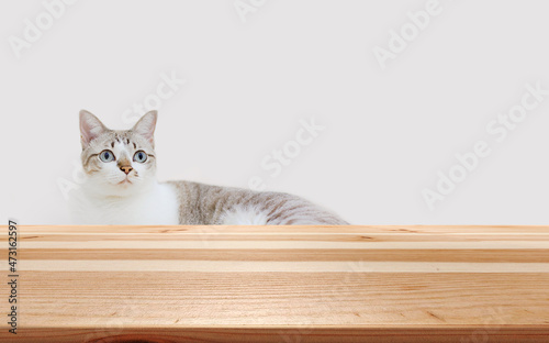 the white kitten and wooden table