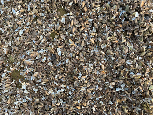 Many small seashells
