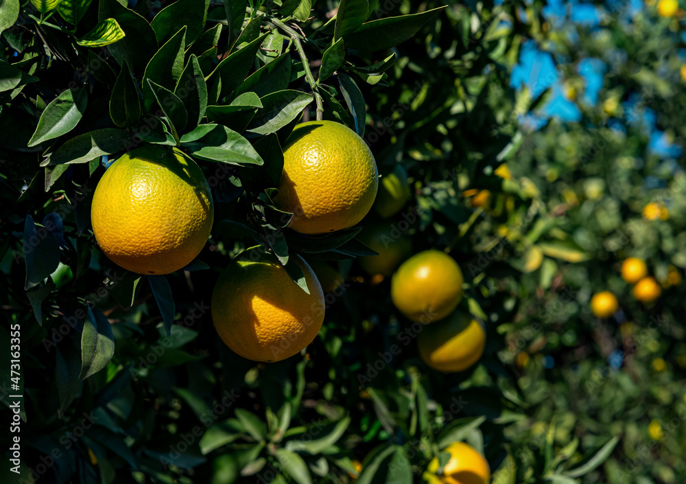 ripening oranges in the orchard close-up