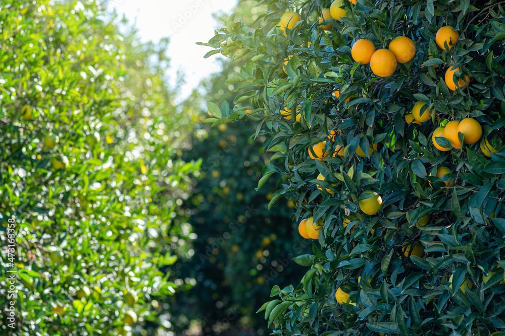 rows of orange trees on a fruit plantation close up