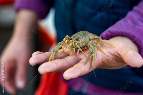 live crayfish on the arm of a fishmonger
