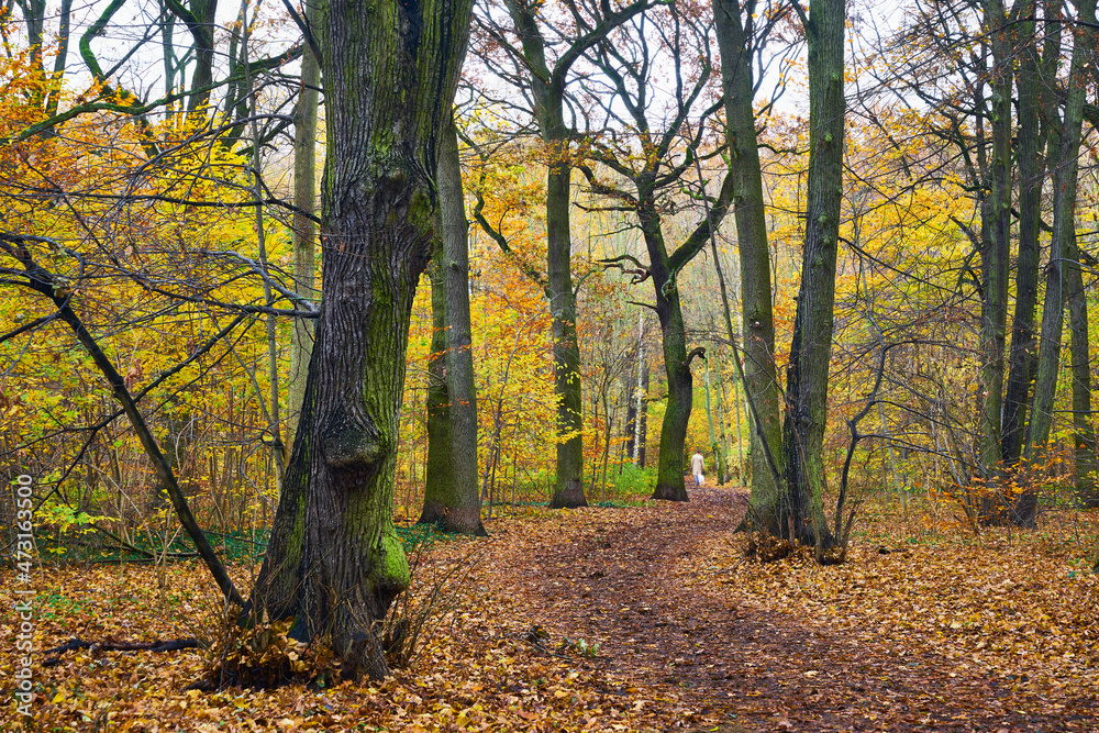 Dekoratives buntes Herbst Panorama mit einem Weg im Laubwald Dekoratives buntes Herbst Panorama mit einem Weg im Laubwald