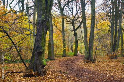 Dekoratives buntes Herbst Panorama mit einem Weg im Laubwald 