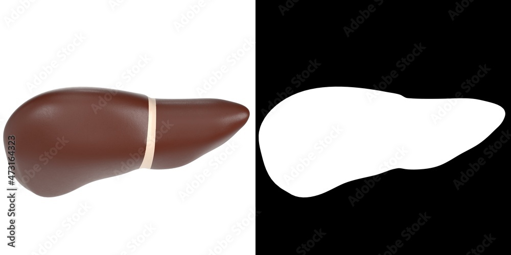 3D rendering illustration of a stylized human liver and gallbladder ...