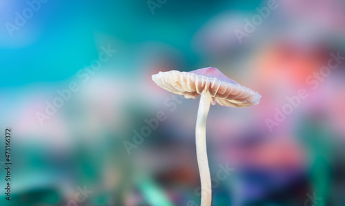 Mushroom on colorful blured background. Macro shot
