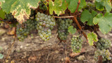 Sauvignon Blanc grapes in the vineyards of Sancerre in the Loire Valley