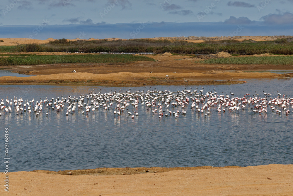 Flamingos in Walfishbay