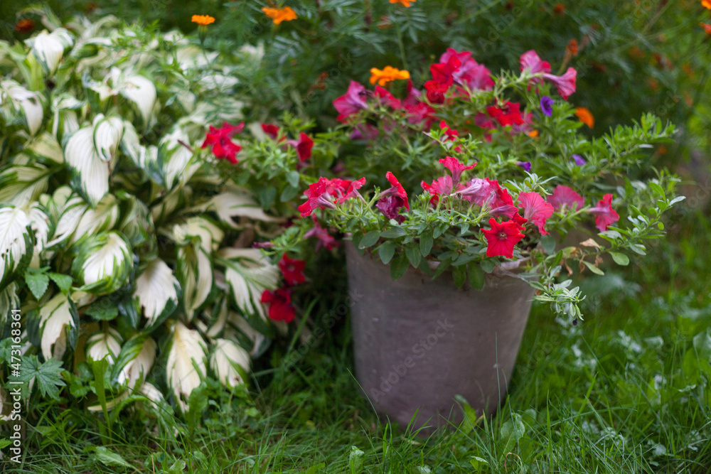 Petunia, hosta and marigold in the garden
