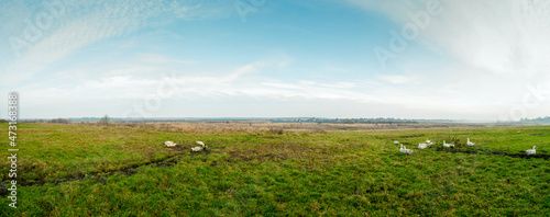 Foto Panorama with ducks on pasture. Distances and sky without trees.