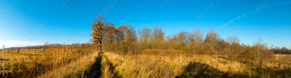 Panorama of autumn tree on a large lawn.