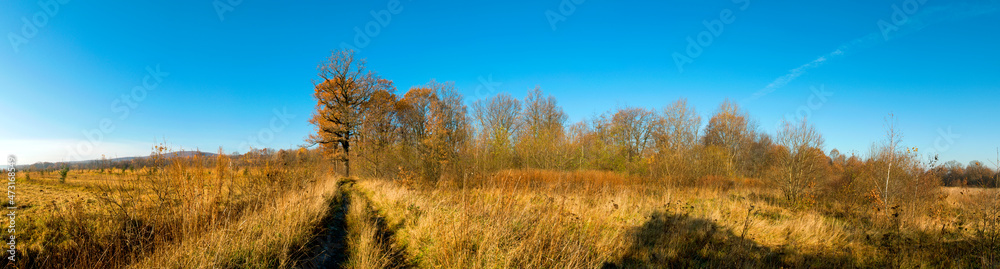 Panorama of autumn tree on a large lawn. Panorama of autumn tree on a large lawn.