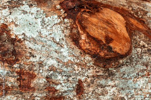 Piękne drewniane brązowe tło, tekstura drzewa.