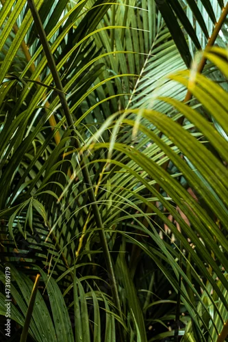 Panel kuchenny z motywem Piękne słoneczne tropikalne tło, zielone liście palm.