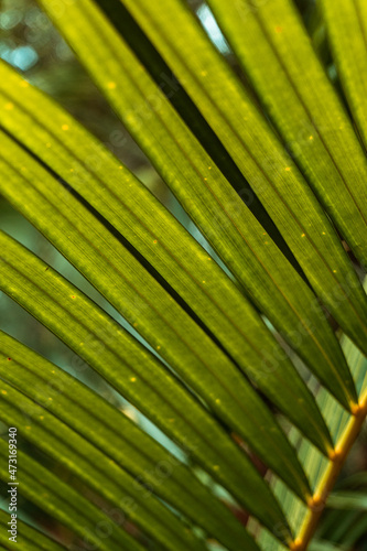 Pi  kne s  oneczne tropikalne t  o  zielone li  cie palm.
