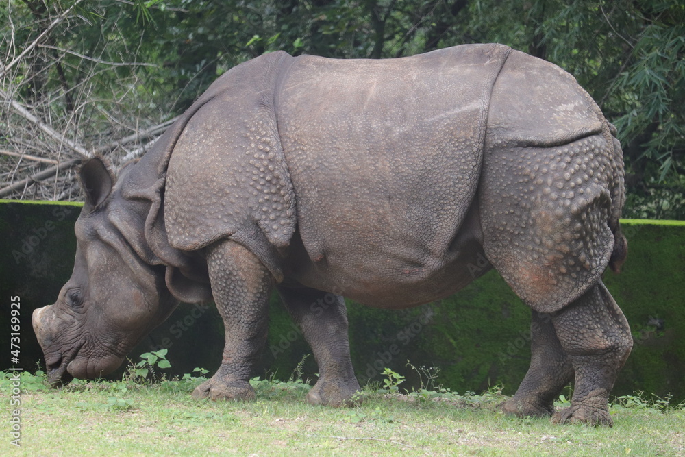 Fototapeta premium A large black rhinoceros in Arignar Anna Zoologycal Park