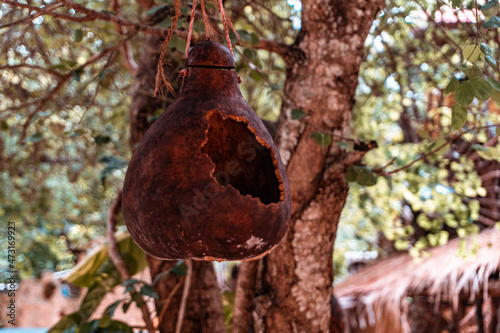 Domek dla ptaków z tykwy, wiszący na drzewie.