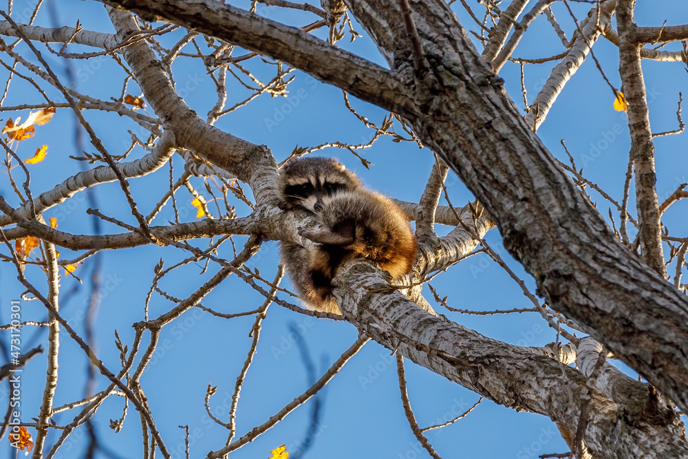 Fototapeta premium Racoon sleeping in a tree.