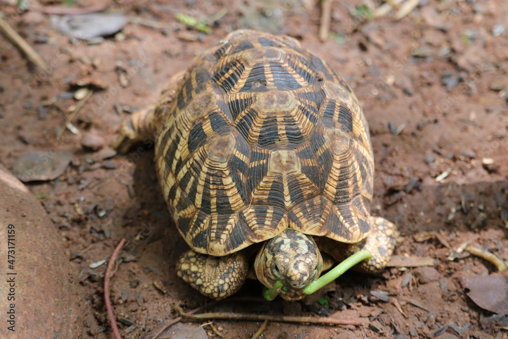 A zoo where an Indian star is eating tortoise food A zoo where an Indian star is eating tortoise food