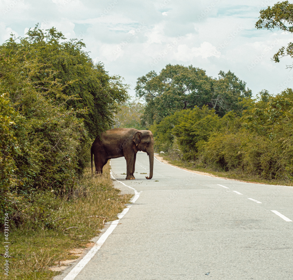 Słoń przechodzący przez drogę, mijający auta i tuk tuk. - obrazy, fototapety, plakaty 
