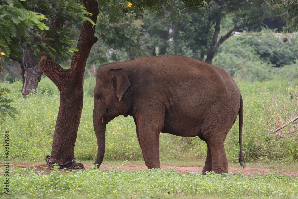  An Indian giant Elephent staying in Chennai's zoo.