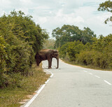 Słoń przechodzący przez drogę, mijający auta i tuk tuk.
