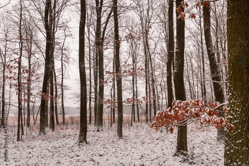 las zimą © Konrad